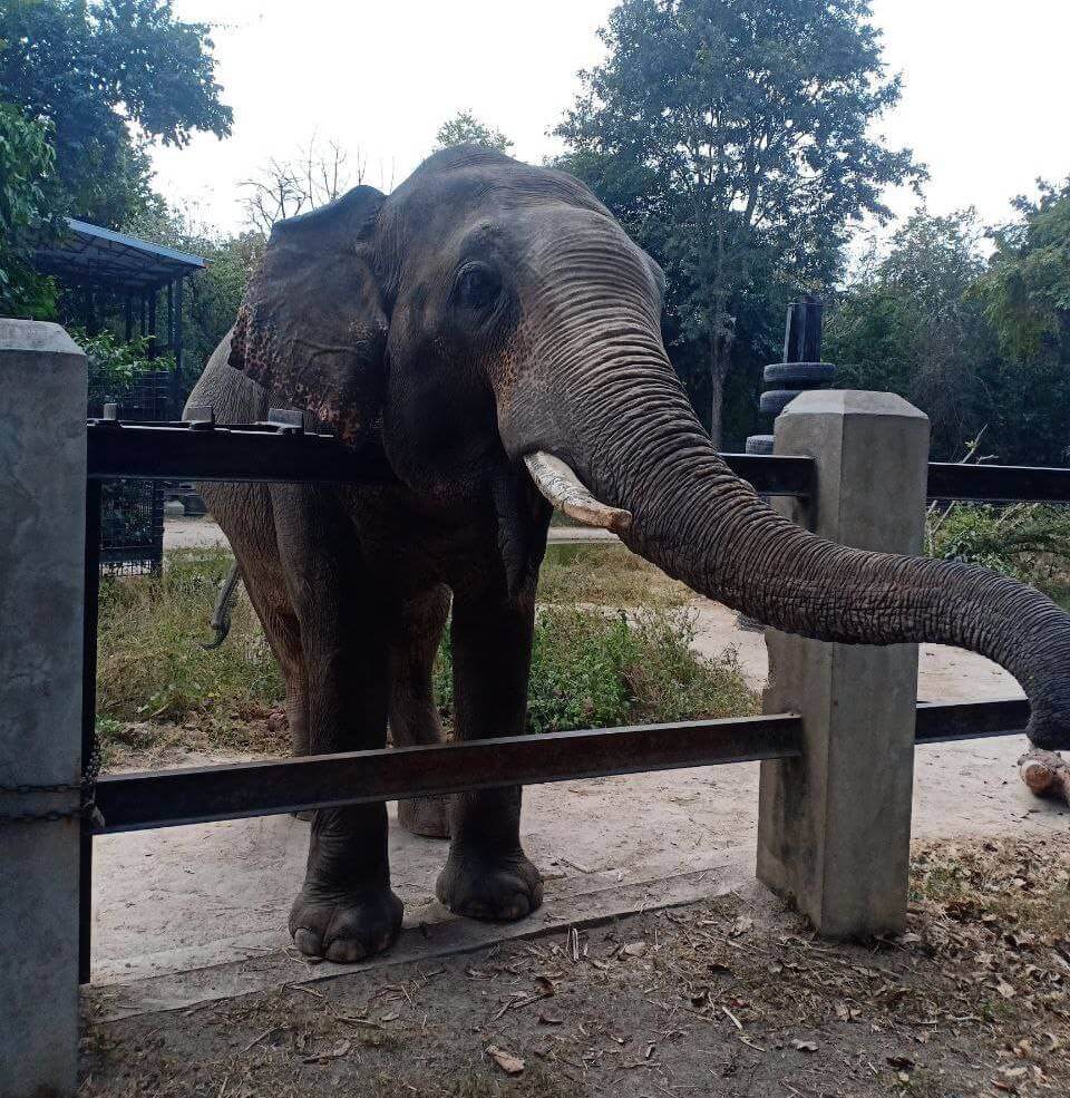 Phnom Tamoa Elephant